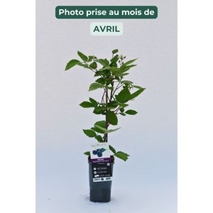 Mûrier sans épine 'triple crown' taill