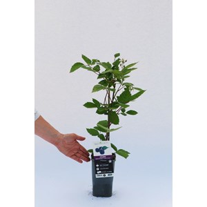 Mûrier sans épine 'triple crown' taill