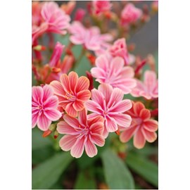 Lewisia 'elise ruby red mixed' taille du