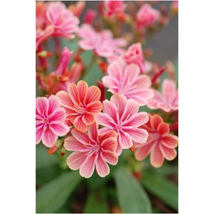 Lewisia 'elise ruby red mixed' taille du