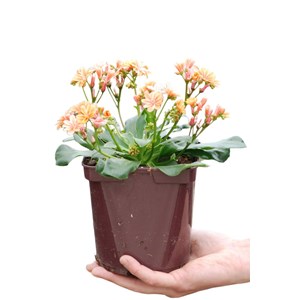 Lewisia 'elise ruby red mixed' taille du