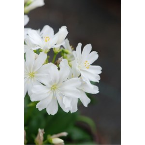 Lewisia 'elise ruby red mixed' taille du