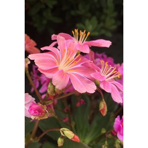 Lewisia 'elise ruby red mixed' taille du