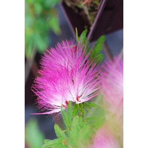 Calliandra surinamensis taille du pot - en pot de 5 litres