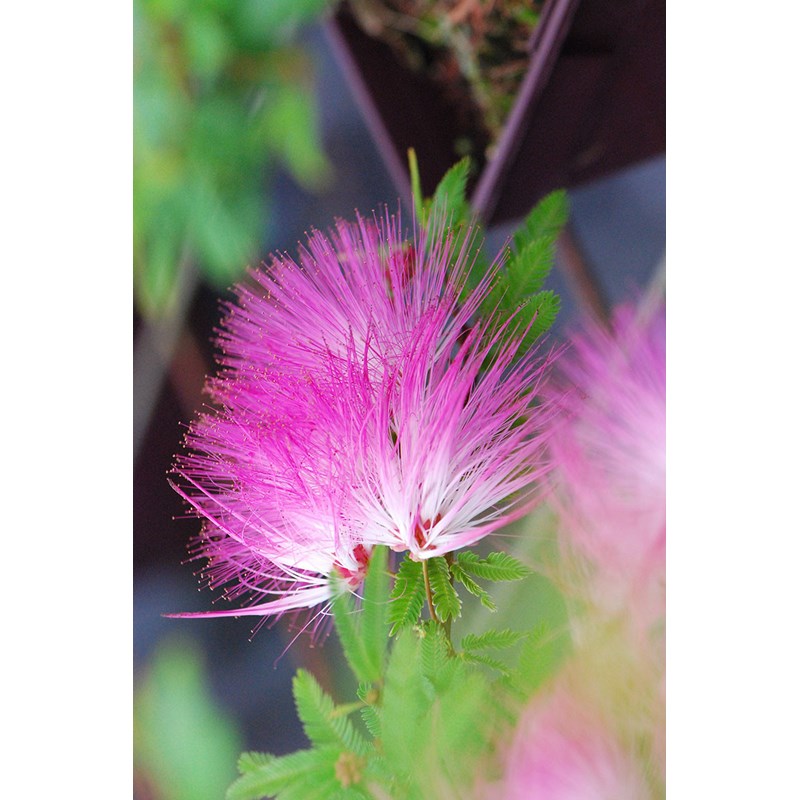 Calliandra surinamensis taille du pot - en pot de 5 litres