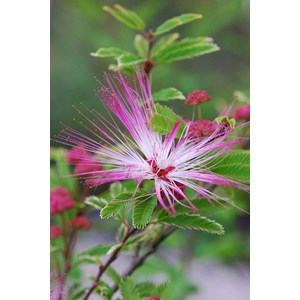 Calliandra surinamensis taille du pot -