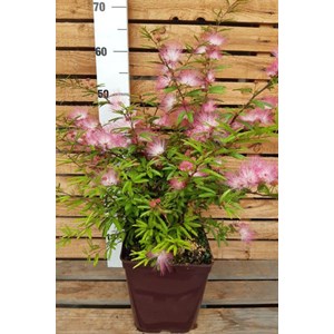 Calliandra surinamensis taille du pot -