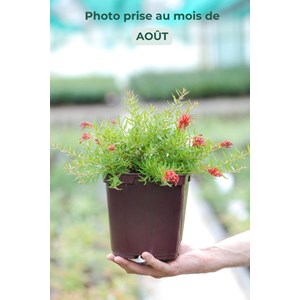 Grevillea 'new blood' taille du pot - en