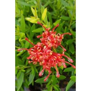 Grevillea 'new blood' taille du pot - en