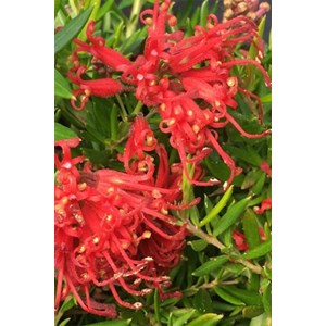 Grevillea 'new blood' taille du pot - en