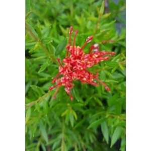 Grevillea 'new blood' taille du pot - en