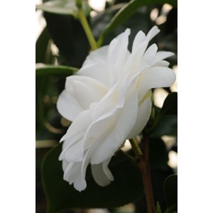 Camélia 'anne le moal' taille du pot -