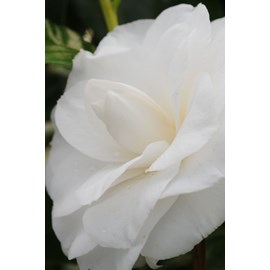 Camélia 'anne le moal' taille du pot -