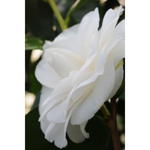 Camélia 'anne le moal' taille du pot -