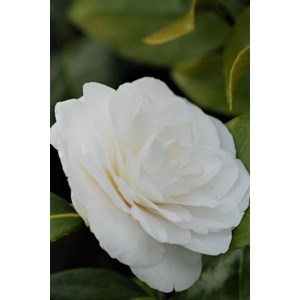 Camélia 'anne le moal' taille du pot - en pot de 7.5 litres