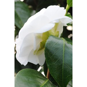 Camélia 'anne le moal' taille du pot - en pot de 1 litre