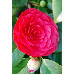 Camélia 'nuccio's bella rossa' taille du pot - en pot de 1 litre