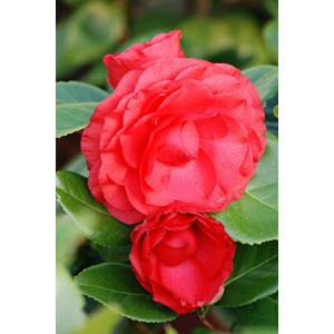 Camélia 'nuccio's bella rossa' taille d