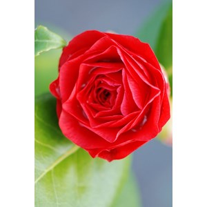 Camélia 'nuccio's bella rossa' taille d