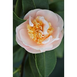 Camélia 'botanyuki' taille du pot - en