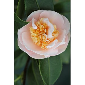 Camélia 'botanyuki' taille du pot - en pot de 4 litres (hauteur 30&nbsp;40 cm)