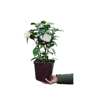 Camélia 'botanyuki' taille du pot - en