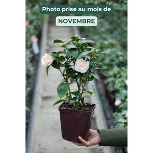 Camélia 'botanyuki' taille du pot - en