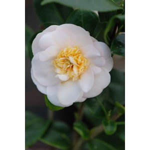 Camélia 'botanyuki' taille du pot - en