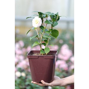 Camélia 'botanyuki' taille du pot - en