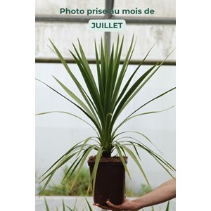 Cordyline 'peko' taille du pot - en pot