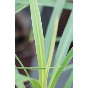 Cordyline 'peko' taille du pot - en pot