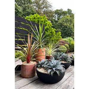 Cordyline 'peko' taille du pot - en pot