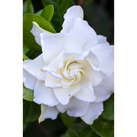 Gardenia 'celestial star' taille du pot