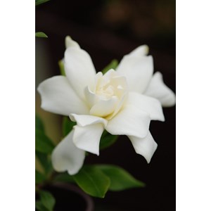 Gardenia 'celestial star' taille du pot