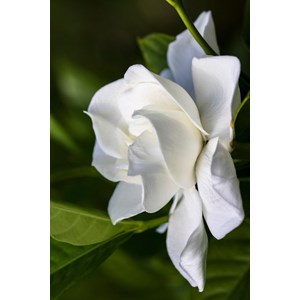 Gardenia 'celestial star' taille du pot