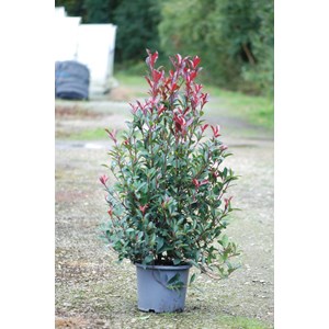 Photinia 'carré rouge' taille du pot -