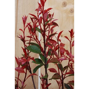 Photinia 'carré rouge' taille du pot -