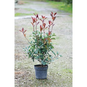 Photinia 'carré rouge' taille du pot -