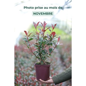 Photinia 'carré rouge' taille du pot -