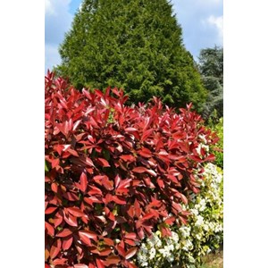 Photinia 'carré rouge' taille du pot - en pot de 5 litres