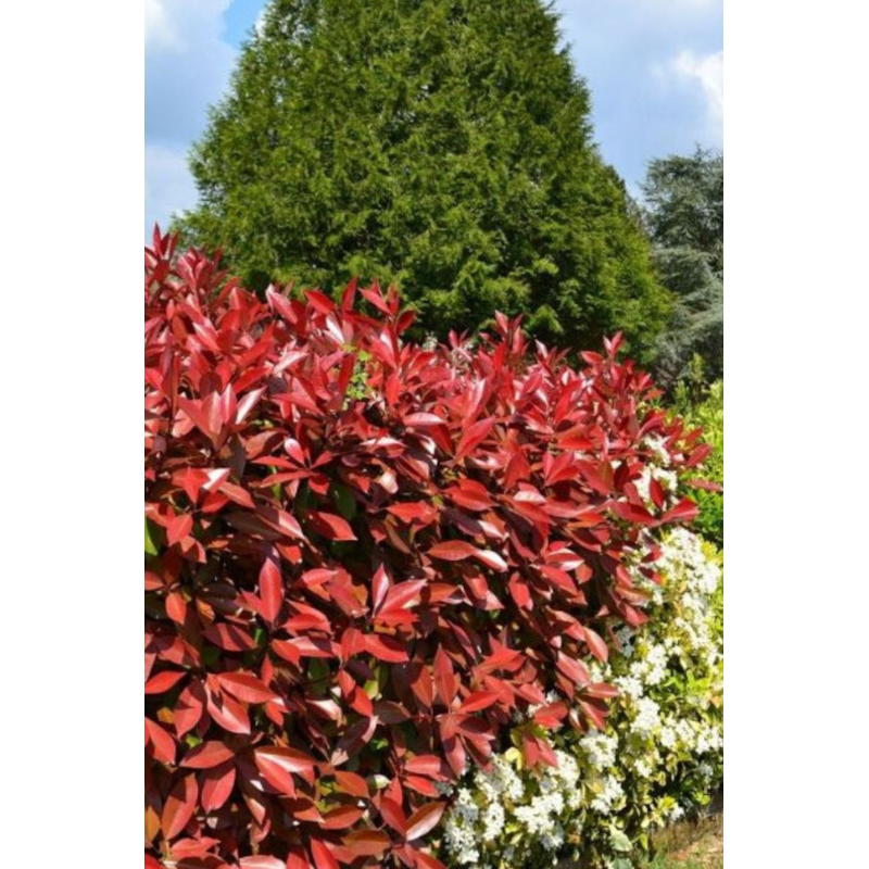 Roué Pépinières - Photinia 'carré rouge' taille du pot - en pot de 5 litres