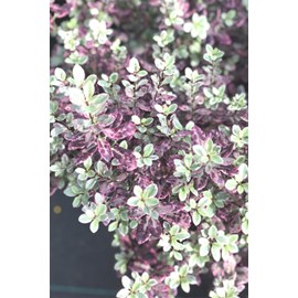 Pittospore 'bannow bay' taille du pot -