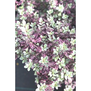 Pittospore 'bannow bay' taille du pot -