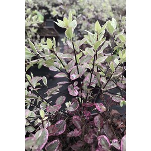 Pittospore 'bannow bay' taille du pot -