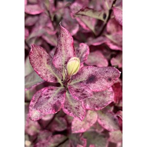 Pittospore 'bannow bay' taille du pot -