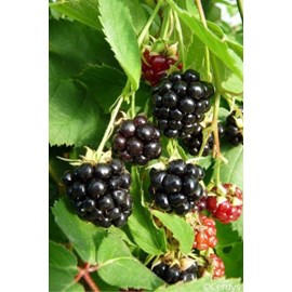 Mûrier sans épine 'dirksen' taille du