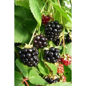 Mûrier sans épine 'dirksen' taille du pot - en pot de 1,5 litres