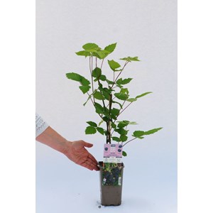 Mûrier sans épine 'dirksen' taille du