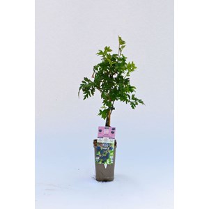 Mûrier sans épine 'thornless evergreen