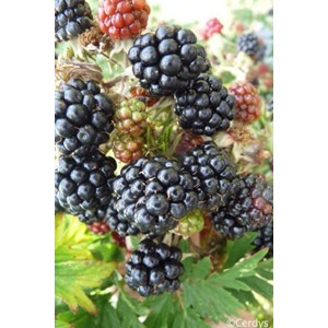 Mûrier sans épine 'thornless evergreen